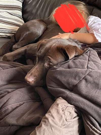 Labradorfans-Beitrag-Bild