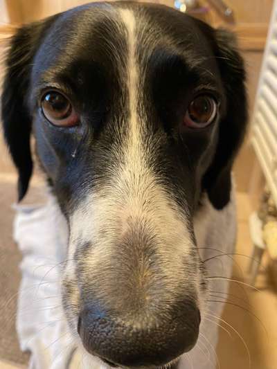 Zeigt mir die tollste Nahaufnahme von eurer Fellnase-Beitrag-Bild