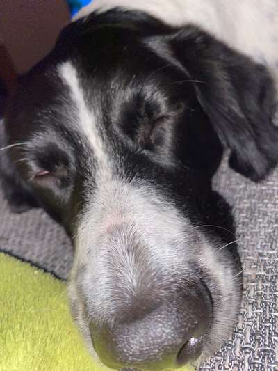 Zeigt mir die tollste Nahaufnahme von eurer Fellnase-Beitrag-Bild