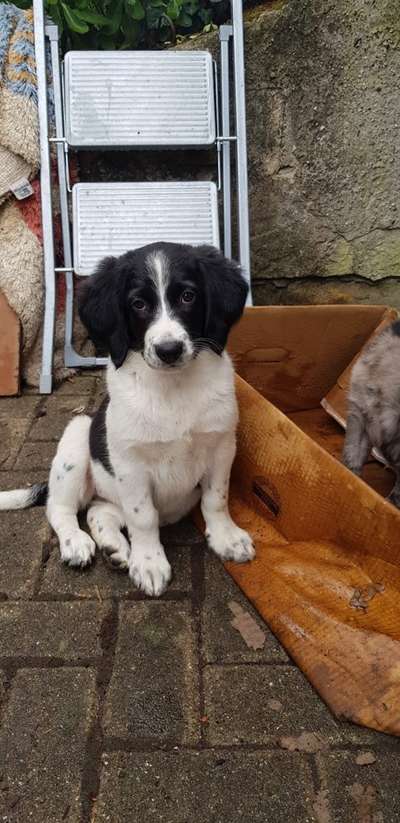 Mischlinge - wo habt Ihr Eure gefunden?-Beitrag-Bild