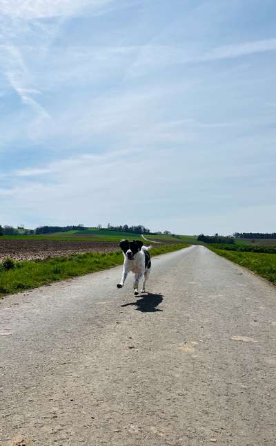 Hundetreffen-Hunderunde und rumtoben-Bild