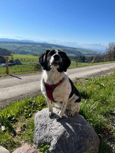 Dogorama Photo Challenge - Tierischer Urlaub-Beitrag-Bild