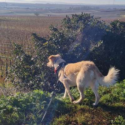 Hundetreffen-Gassi & Spielen 🐕-Bild