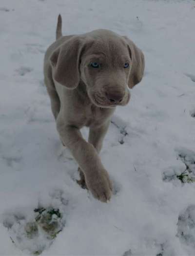 Welpen Bilder !-Beitrag-Bild