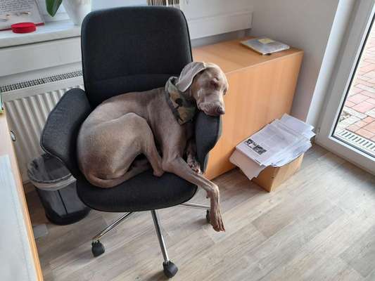 Bürohunde-Beitrag-Bild