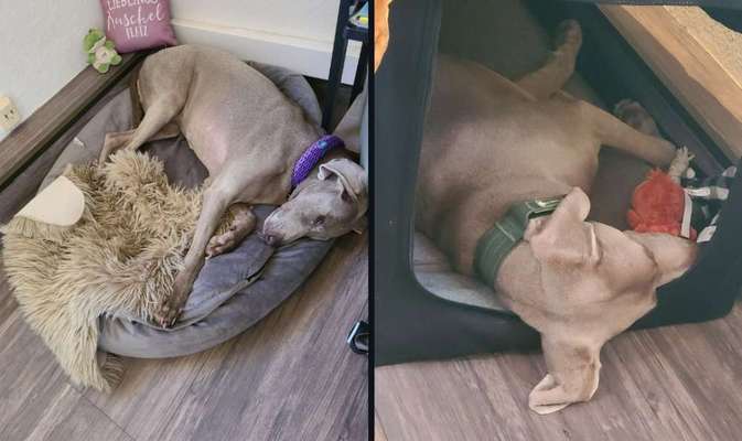 🐶 Sind Bürohunde jetzt VERBOTEN?! 😱-Beitrag-Bild