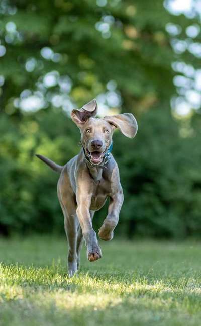 Die Dogorama Kalender Challenge 4/4-Beitrag-Bild