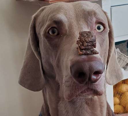 Fotochallenge Nr. 102: Futter balancieren-Beitrag-Bild