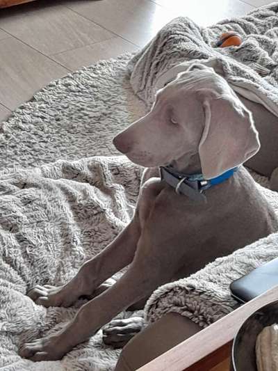 Weimaraner-Beitrag-Bild