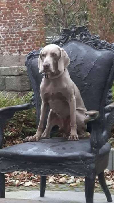 Unsere Fellnasen im Regenbogenland-Beitrag-Bild