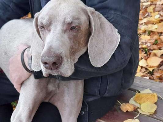 Fotochallenge Nr. 56 - geliebte Senioren-Beitrag-Bild