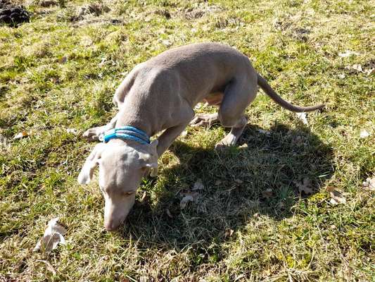 Challenge 23 : "  Euer Hund beim Frühlingserwachen "-Beitrag-Bild