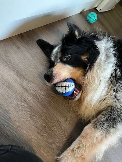 12Jährigen Border Collie Berner Sennen Mix aufgenommen. Wer kann Tipps geben?-Beitrag-Bild