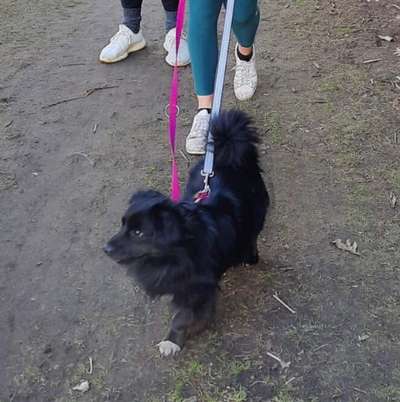 Hunde vom Tierschutzverein 🐕♥️-Beitrag-Bild