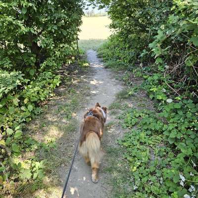 Hundetreffen-Gassirunde zum Kennenlernen-Bild