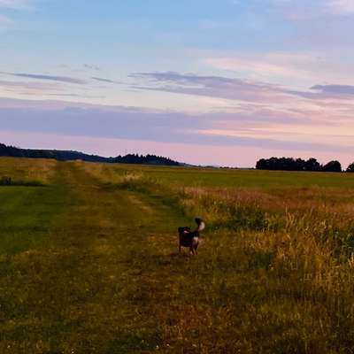 aktuelles Foto Gruppe Hunde aus dem Tierschutz