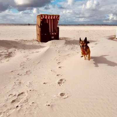 aktuelles Foto Gruppe Hunde aus dem Tierschutz