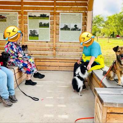 aktuelles Foto Gruppe Hunde aus dem Tierschutz
