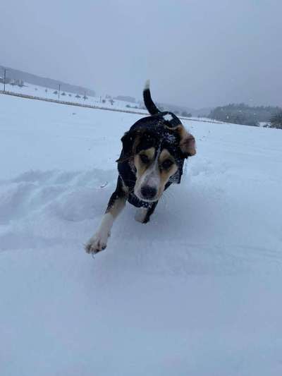 Die Dogorama Kalender Challenge Teil 2/4-Beitrag-Bild