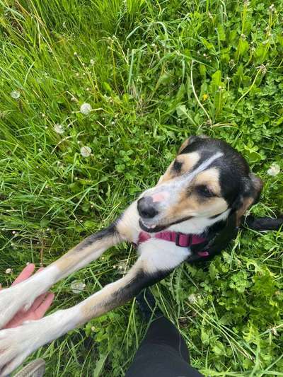 Die Dogorama Monats Challenge "Es grünt und blüht"-Beitrag-Bild