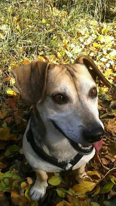 Wo habt ihr eure Hunde her ?-Beitrag-Bild