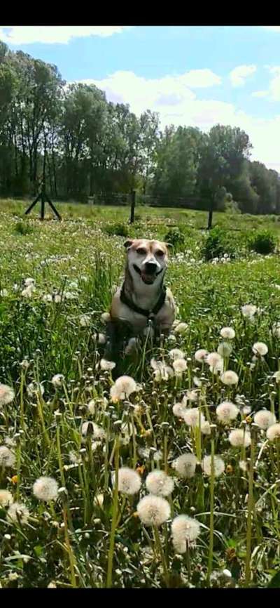 Lachen😀 eure Hunde auch so gerne😂-Beitrag-Bild