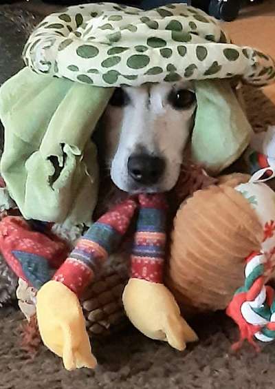 Hund frisst Stoff-Spielzeug-Beitrag-Bild