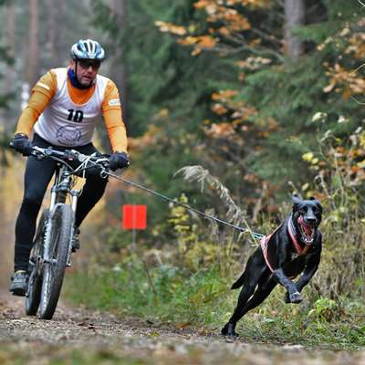 Hundetreffen-Suche Hundetrainer für Maintrailen, ZOS, Longieren etc. für ein neues Projekt