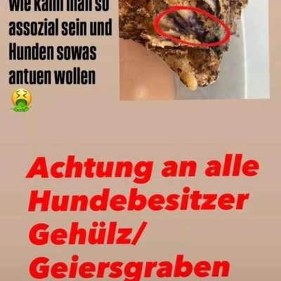 Giftköder-Giftköder-Bild