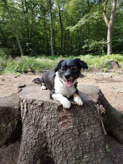 zeigt eure Hunde mit Ihren Frühlingsgefühlen:)-Beitrag-Bild