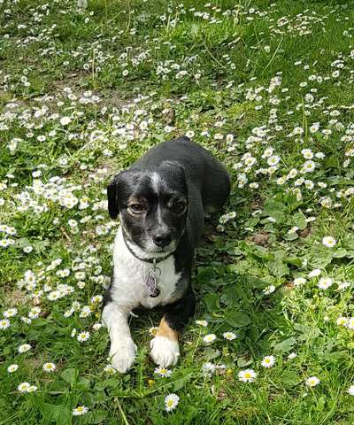 zeigt eure Hunde mit Ihren Frühlingsgefühlen:)-Beitrag-Bild