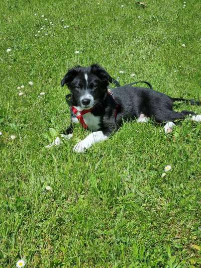 Die Dogorama Monats Challenge "Es grünt und blüht"-Beitrag-Bild