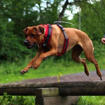 Hundetreffen-Spiel und Training-Bild