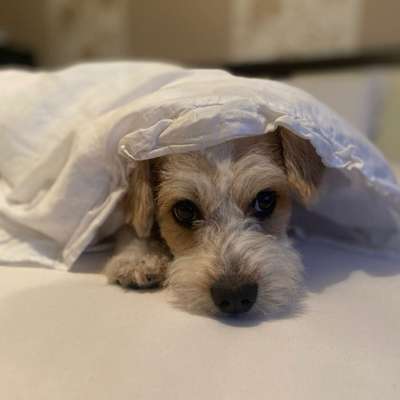 Hundetreffen-Hundefreundinnen und -freunde gesucht!-Bild