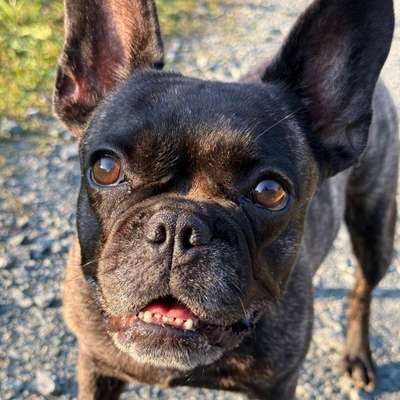 Hundetreffen-Spiel und Gassitreffen-Bild