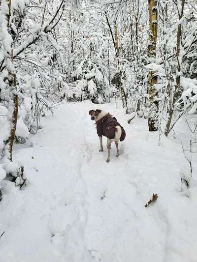 Dogorama Photo Challenge - Winterstimmung-Beitrag-Bild