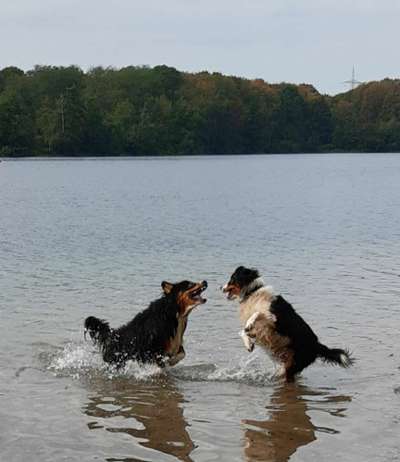 Dogorama-Monats-Challenge-Mai "Wasser"-Beitrag-Bild