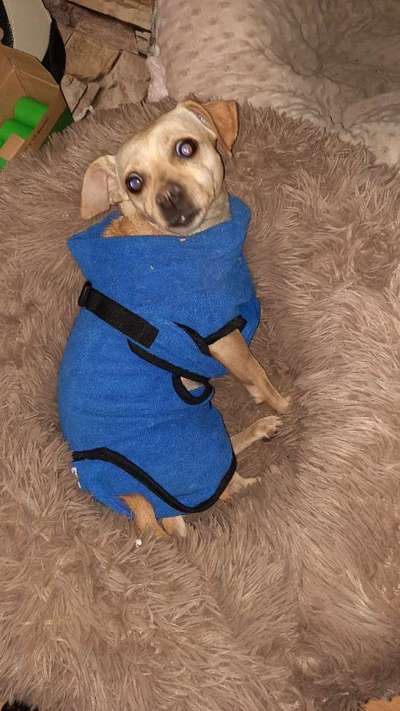 Hundekleidung - Top oder Flop-Beitrag-Bild