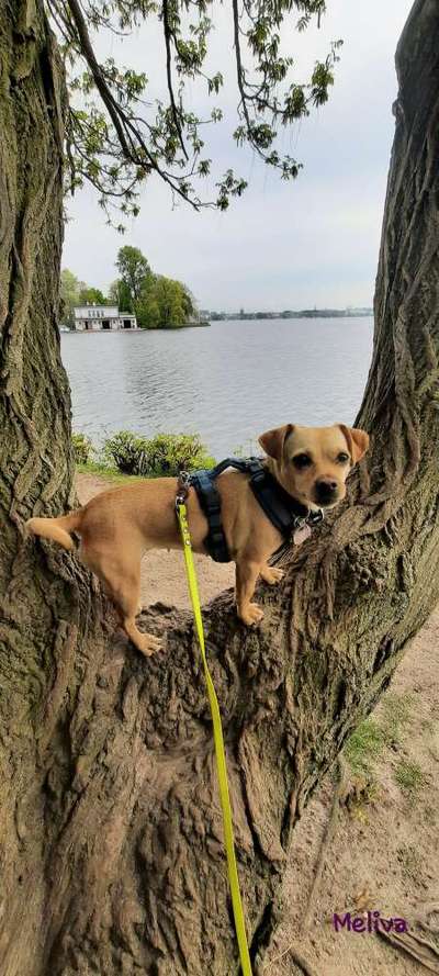 Auslandstierschutz-Beitrag-Bild