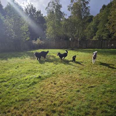 Hundetreffen-Hundewiese Bestwig "Am Bähnchen". Jeden Samstag um 9:45 bis Ende offen-Bild