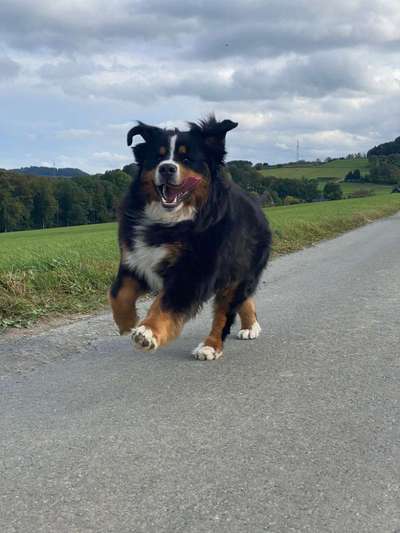 Die Dogorama Kalender Challenge Titelbild-Beitrag-Bild