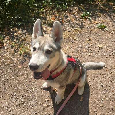 Hundetreffen-Welpen junghundtreffen-Bild