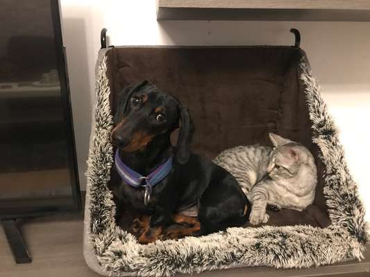 Dogorama Photo Challenge - Gegensätze-Beitrag-Bild