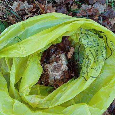 Giftköder-Großes Stück rohes Fleisch .-Bild