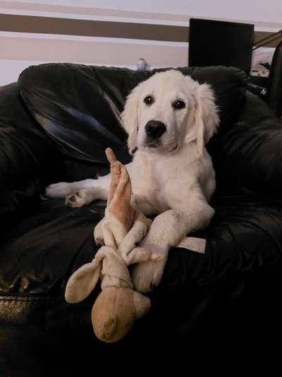 Wo sind die Golden Retriever Liebhaber?-Beitrag-Bild