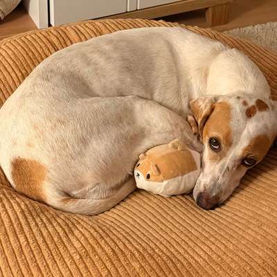 Hundetreffen-Gemeinsame, spaßige Gassi Gänge-Bild