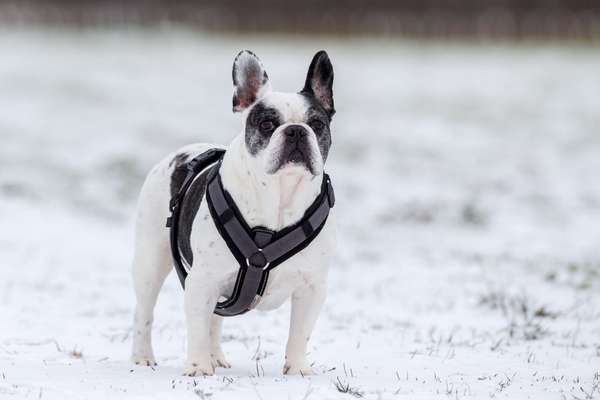 Die Dogorama Kalender Challenge Teil 2/4-Beitrag-Bild