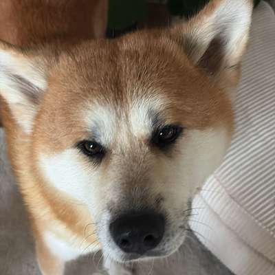 Hundetreffen-Spazier-/ Playdate-Bild