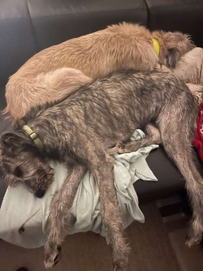 Irische Wolfshunde Hilfe-Tipps-Tricks-Beitrag-Bild