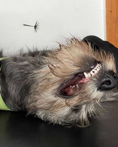 Irische Wolfshunde Hilfe-Tipps-Tricks-Beitrag-Bild